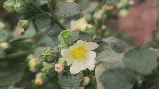 Flowers of Sida cordifolia [upl. by Ehctav198]