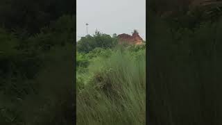 GanganiThe Grand Canyon Of Bengal  Beautifull Place  Garbeta travelvlog travel ASBAUNDULE [upl. by Mcquillin]