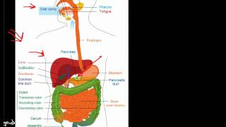 Overview of the Gastrointestinal System [upl. by Browning249]