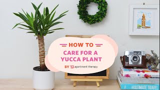 How To Care For A Yucca Plant  Apartment Therapy [upl. by Jeno]