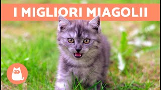 I migliori VIDEO di GATTI CHE MIAGOLANO 🐱🐾 Gatti che miagolano arrabbiati felici e divertenti [upl. by Sharline]