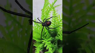 Latrodectus hesperus latrodectushesperus [upl. by Ennaira]