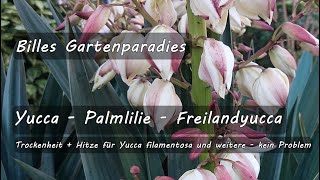 🌺 Billes Gartenparadies GartenFreilandpflanzen Pflegetipps Standort Boden  YUCCA  Palmlilien [upl. by Yrnehnhoj]