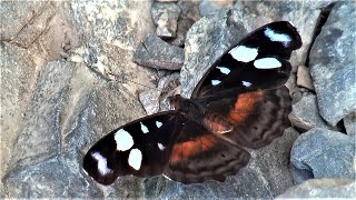 Nymphalidae Butterflies from Yungas in Bolivia part2 [upl. by Dinesh677]