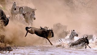 The Great Wildebeest Migration in Serengeti Tanzania [upl. by Anaigroeg]