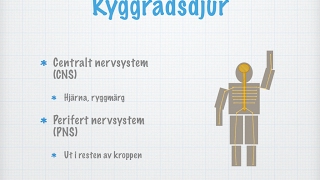 Nervsystem hos människan och olika djurgrupper [upl. by Hartmann]