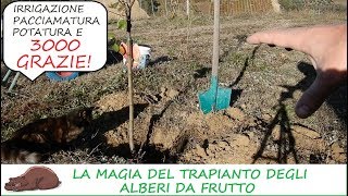 Come trapiantare in piena terra alberi da frutto in vaso [upl. by Pudens]