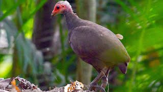 Nicobar megapode Megapodius nicobariensis [upl. by Winchester]