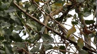 California Gnatcatcher 2  Terranea Resort  Nov 2 2015 [upl. by Oika]