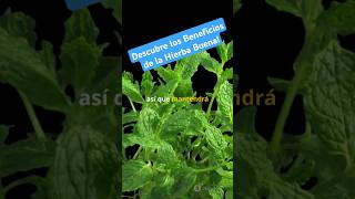 Descubre los Beneficios de la Hierba Buena plantas jardin flores agricultura [upl. by Enialehs589]