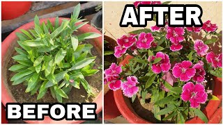 Dianthus Pruning Update  Reblooming  Why You Should Prune Your Dianthus  Fun Gardening [upl. by Yrdnal]