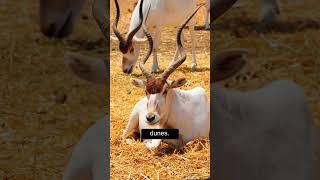 Addax Antelopes Majestic Nomads of the Sahara Desert shorts addax [upl. by Ashraf]