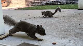 Eastern Gray Squirrels  quotIchinuquot quotKirimimiquot amp quotTongaquot 2024 Jul 22 [upl. by Cleavland]