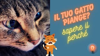 Misteri del Miau  Perché i Gatti Piangono e Come Decifrarlo [upl. by Tepper504]