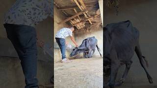 IV cannulation procedure in jugular vein in cattleintravenous infusion of dextrose in a cow [upl. by Aliakim930]