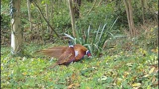 Wild ring necked pheasant  Trail Camera Wildlife  Garden Watch Burton Joyce [upl. by Selimah168]