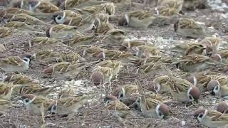 FIELD SPARROWS FLOCK Passer montanus [upl. by Hortensia516]