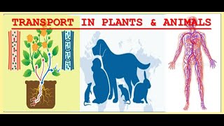 Unit 5 full review Transport in plants amp Animals [upl. by Htinnek]