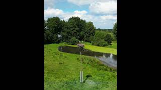 Storks nest  Ooievaarsnest  Nature  Natuur  Dutch  Netherlands  Birds  Green  Stork  Drone [upl. by Clougher]