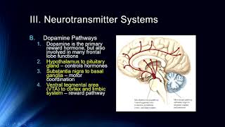 Cog Neuro  Lecture 6 Neurotransmitter Systems [upl. by Ennirak577]