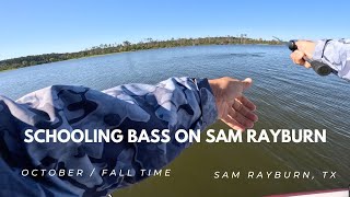 Fall Time Schooling Bass  Sam Rayburn TX [upl. by Enoek]