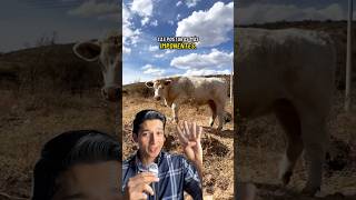 EL GANADO MÁS IMPONENTE DEL MUNDO Raza charoláis charolais vaca toro carne [upl. by Branca]