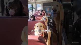 Doggy Daycare Bus 😍 [upl. by Leavy]