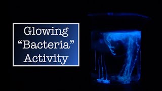 Super Simple quotGlowing Bacteriaquot in Class [upl. by Ahsir355]