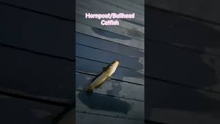 Nice sized bullhead catfish Known as a “hornpout” locally [upl. by Carie]