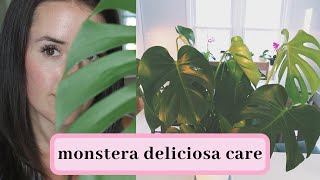 Monstera Deliciosa Care [upl. by Neelhtak]