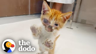 Guy Spends His Whole Vacation With A Stray Kitten  The Dodo [upl. by Erv]