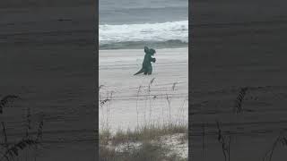 Triceratops Spotted at the Beach [upl. by Fine]