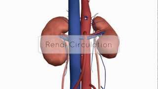 Renal CirculationBlood Supply  Anatomy Tutorial [upl. by Matilde]