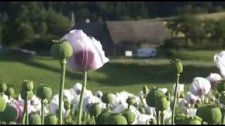 Mohn  Blume des Schlafs Teil 2 [upl. by Adnilg]