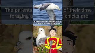 Fulmar bird bird facts shorts [upl. by Llehsyt503]