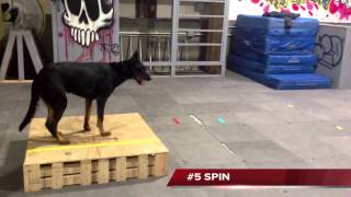 Wendy Bemis Beauceron Trick Dog Champion at Michigan Dog Training [upl. by Kashden836]