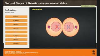 Study of Stages of Meiosis using permanent slides [upl. by Aneloaup554]