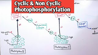 Cyclic amp Non Cyclic Photophosphorylation  Light Dependent Reaction JiyasBiologyTutorials [upl. by Kcirdneh707]