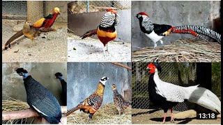 Pheasant Farm All Pheasant Species in the World All Pheasant Breeds [upl. by Revlys]