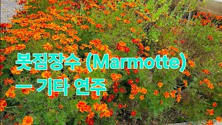 봇짐장수 Marmotte  베토벤 곡 기타 연주 BingoBravo [upl. by Handbook]