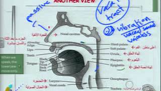 الصوتيات والنظام الصوتي1Phonetics amp Phonology [upl. by Lytsirk]