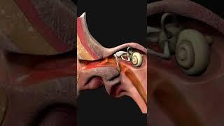 Ear Canal ear biology medical anatomy [upl. by Leahcimsemaj]