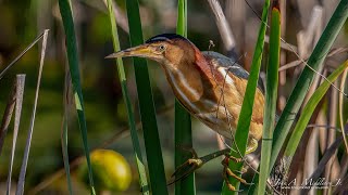 Least Bittern Display Call [upl. by Uba]