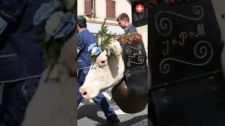 Désalpes de Blonay 2023🐄🌼 Tradition Beauté et Culture Suisses 🇨🇭suisse shotrs festival [upl. by Dlared]