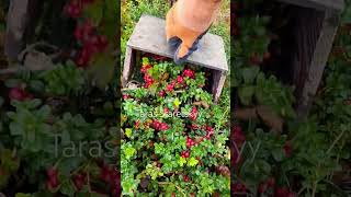 lingonberry fruit berryfarm harvesting cranberry cowberry [upl. by Jallier633]