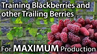 How to Train Blackberries and other Trailing Berries for Maximum Yields [upl. by Ayerim]