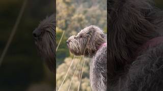 German Wirehaired Pointer Things  Sambar Deer Hunt 7mm Rem Mag germanwirehairedpointer [upl. by Erodasi]