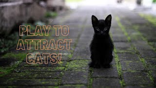 PLAY to ATTRACT your cat works 100 every time [upl. by Zaneski]