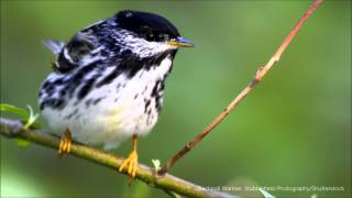 Blackpoll Warbler [upl. by Milzie]