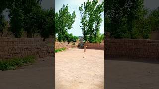 virel 🙏  cricket lovers ❤️  trending video 🙏 [upl. by Ezeerb645]